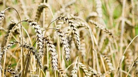 Ears of wheat in a field close-up. Stockfoto's