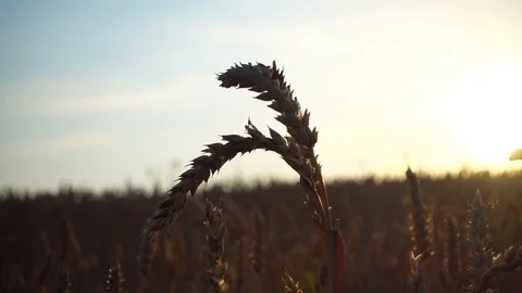 Ears of wheat in a field close up at sunset. Stock Footage 112704890