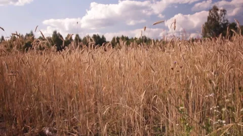 The ears of wheat in the field, the clouds in the sky Stock Footage 45407382
