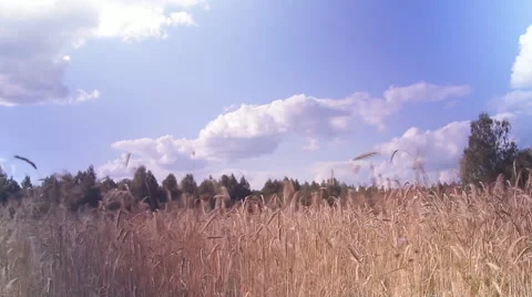 The ears of wheat in the field, the clouds in the sky Stock Footage 45407471