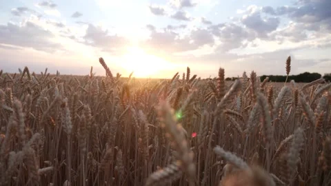 Ears of wheat on the field a during sunset. wheat agriculture harvesting Video stock 143454109