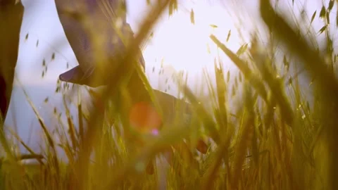 Ears of wheat on the field a during sunset. wheat agriculture harvesting agribus Stock Footage 146593527