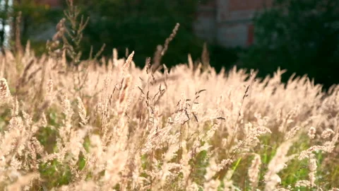 Ears of wheat on the field a during sunset. 動画素材 155078844