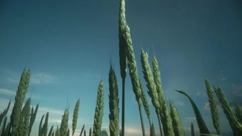 Ears of wheat on the field a during sunset. wheat agriculture harvesting Stock Footage 156257960