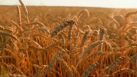 Ears of wheat on the field a during sunset. wheat agriculture harvesting Video stock 158661163