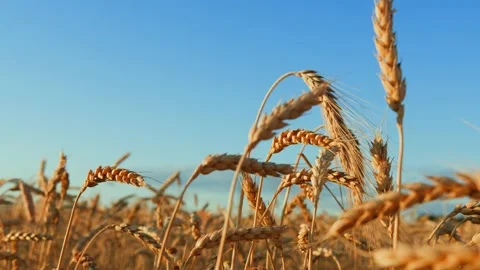 Ears of wheat on the field a during sunset. wheat agriculture harvesting Stock-Footage 158662681