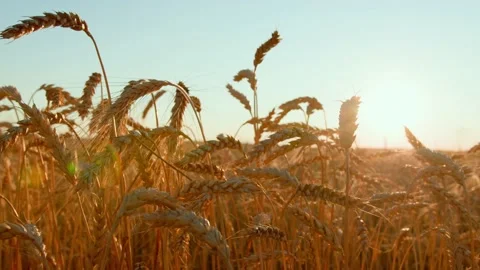 Ears of wheat on the field a during sunset. wheat agriculture harvesting Stock-Footage 158662853