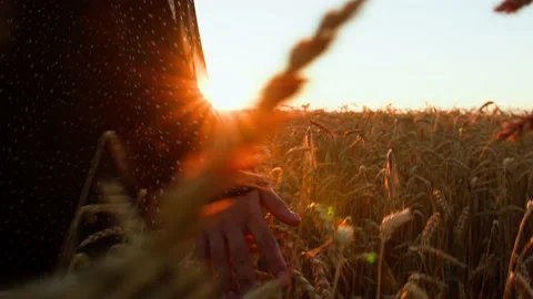 Ears of wheat on the field a during sunset. wheat agriculture harvesting Stock-Footage 159065973