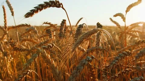 Ears of wheat on the field a during sunset. wheat agriculture harvesting Stock-Footage 159066150