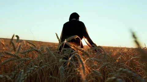 Ears of wheat on the field a during sunset. wheat agriculture harvesting Video stock 159067937