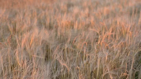 Ears of wheat on the field a during sunset. wheat agriculture harvesting agribus Stock Footage 159103756