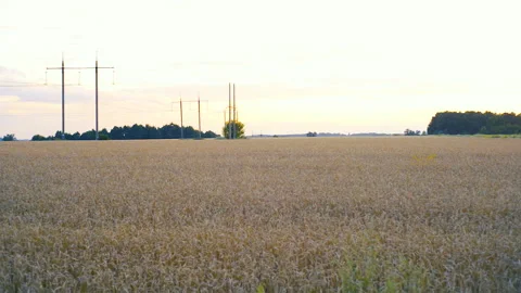 Ears of wheat on the field a during sunset. wheat agriculture harvesting agribus Stock Footage 159173252