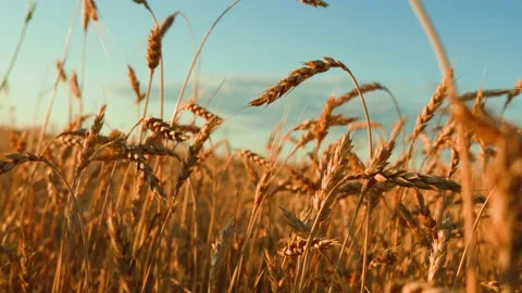 Ears of wheat on the field a during sunset. wheat agriculture harvesting Video stock 159248968