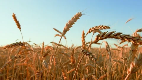 Ears of wheat on the field a during sunset. wheat agriculture harvesting Video stock 160469760