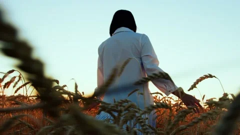 Ears of wheat on the field a during sunset. wheat agriculture harvesting Vídeo Stock 160469864