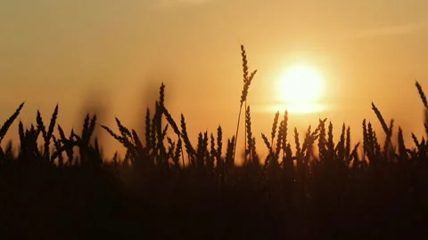 Ears of wheat on the field a during sunset, wheat agriculture harvesting Stock Footage 161087470