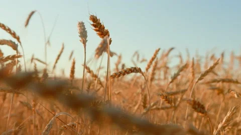 Ears of wheat on the field a during sunset. wheat agriculture harvesting Video stock 162471968