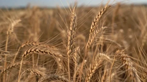 Ears of wheat on the field a during sunset. wheat agriculture harvesting Stock Footage 173358276