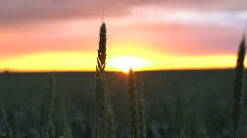 Ears of wheat on the field a during sunset. wheat agriculture harvesting Stock Footage 188456738