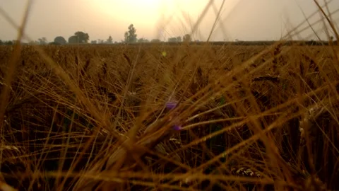 Ears of wheat on the field a during sunset. Video stock 194308930