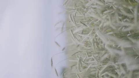 Ears of wheat on the field a during sunset Stock Footage 201242556