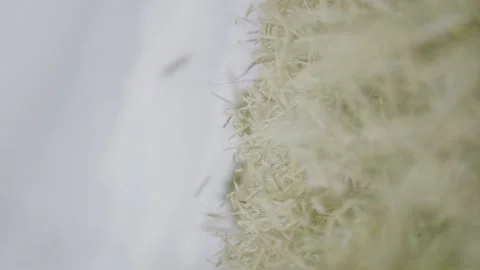 Ears of wheat on the field a during sunset Stock Footage 201242627