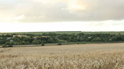 Ears of wheat on the field a during sunset. wheat agriculture harvesting agribus Stock Footage 202272558