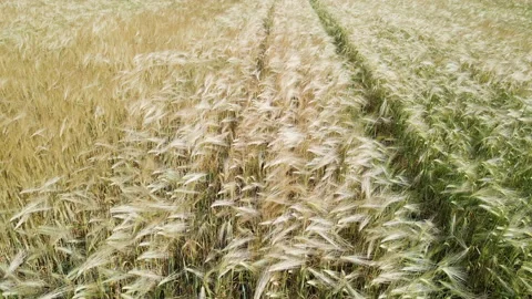 Ears of wheat on the field a during sunset. wheat agriculture harvesting Stock Footage 203787249