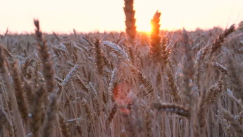 Ears of wheat on the field a during sunset. wheat agriculture harvesting Stock Footage 219332826