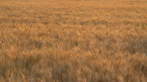 Ears of wheat on the field a during sunset. wheat agriculture harvesting Video stock 270061041