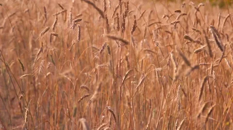 The ears of wheat in the field Stock Footage 45406881