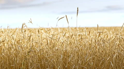 Ears of wheat in the field Stock Footage 64772047