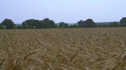 Ears of wheat in field Видео 65424466
