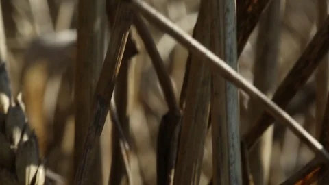 Ears of wheat in a field Stock Footage 74448639
