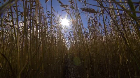 Ears of wheat on a field. Stock Footage 75919590