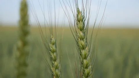 Ears of wheat field Stock Footage 78614391
