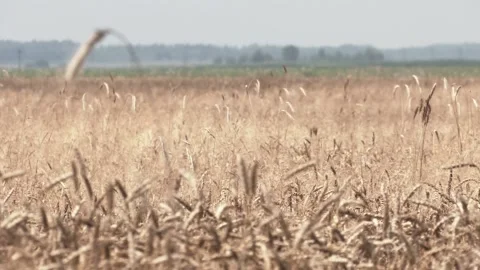 Ears of wheat in the field Video stock 163632650