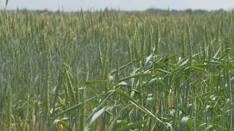 Ears of wheat in the field Видео 202110331