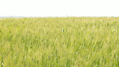 Ears of wheat in the field moving with the wind Stock Footage 219727234
