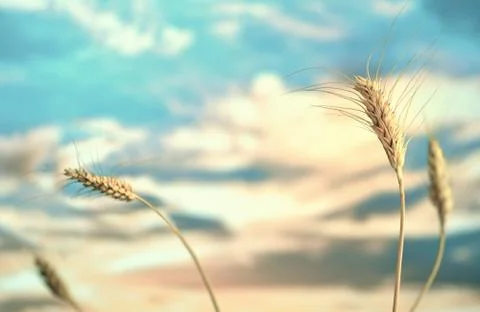 Ears of wheat in the field. Stock Photos