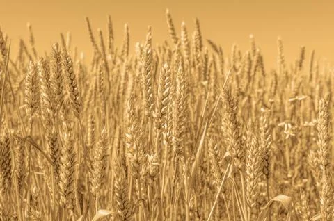 Ears of wheat in the field Stock Photos