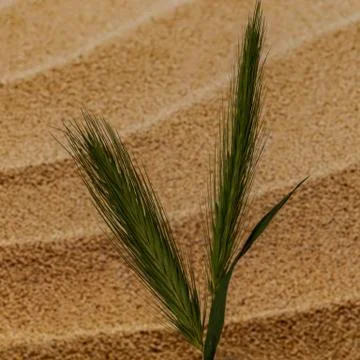 Ears of wheat in a field Stock Photos