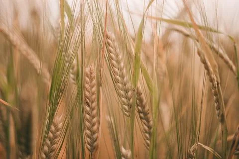 Ears of wheat in the field Stock Photos
