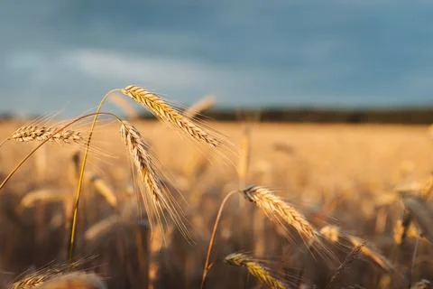 Ears of wheat in the field Stock Photos