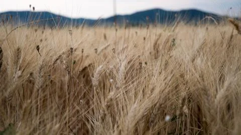 Ears of wheat in a field in Provence Stock Photos