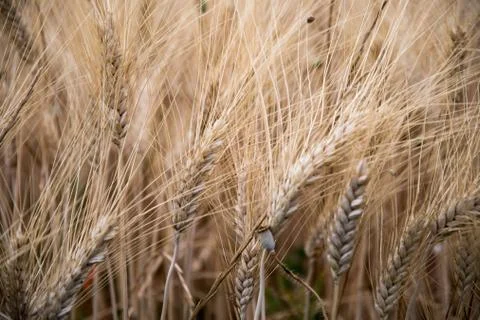 Ears of wheat in a field in Provence Stock Photos