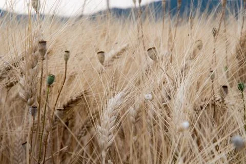 Ears of wheat in a field in Provence Stock Photos