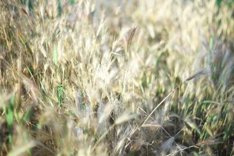 Ears of wheat in the field selective focus, blur Stock Photos