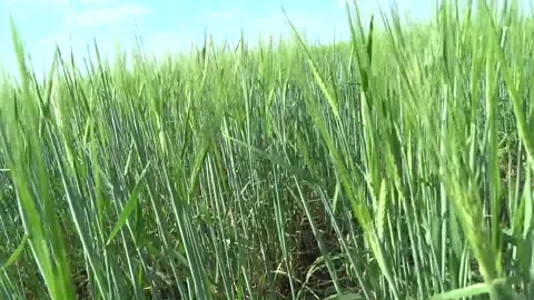 Ears of wheat in a field, shooting in motion in wheat. Stock Footage 170620864