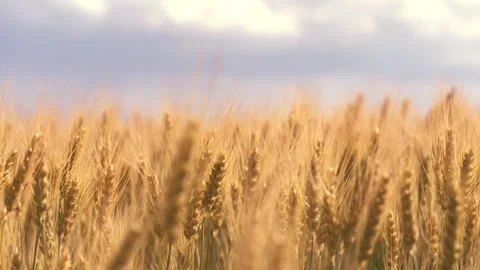 Ears wheat field sky summer farm. griculture. farming. young bright ripe ears Stock Footage 240828066